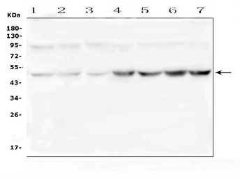 Ribonuclease Inhibitor/RNH1 Antibody