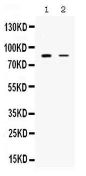SMURF1 Rabbit Polyclonal Antibody