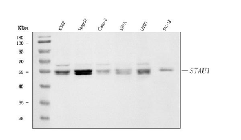 Staufen/STAU1 Rabbit Polyclonal Antibody