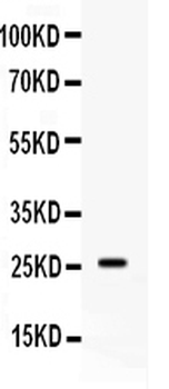 Apolipoprotein A I/APOA1 Rabbit Polyclonal Antibody