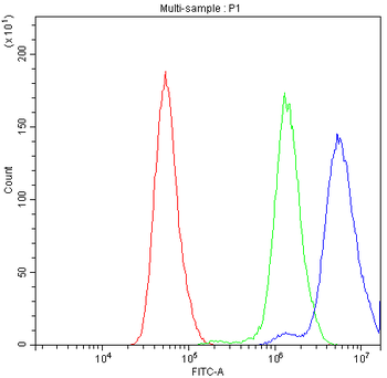 Bcl-X/BCL2L1 Antibody