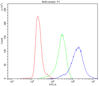 CCT3 Antibody
