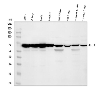 CCT3 Antibody