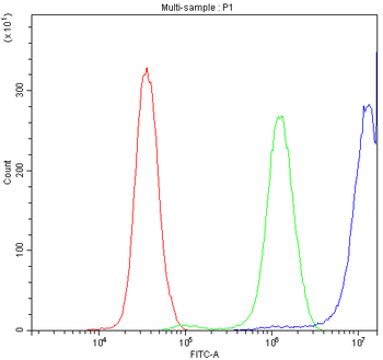 CCT3 Antibody
