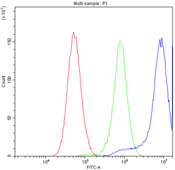CCT3 Antibody