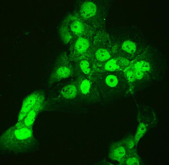 CCT3 Antibody