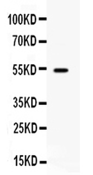CD27 Rabbit Polyclonal Antibody