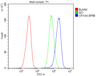 Alpha A Crystallin/CRYAA Rabbit Polyclonal Antibody
