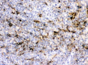 Alpha A Crystallin/CRYAA Rabbit Polyclonal Antibody
