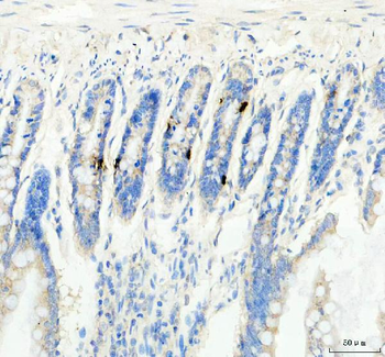 GIP Rabbit Polyclonal Antibody