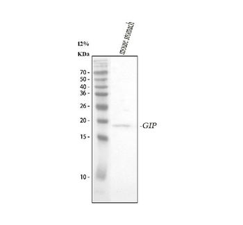 GIP Rabbit Polyclonal Antibody