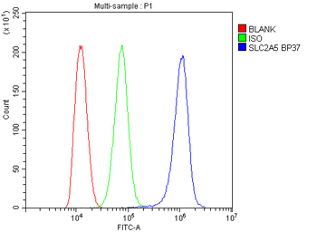 Glucose Transporter 5 GLUT5/SLC2A5 Antibody