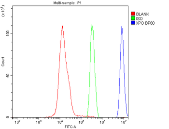 CRM1/XPO1 Antibody