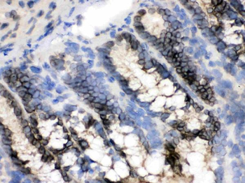 CRM1/XPO1 Antibody