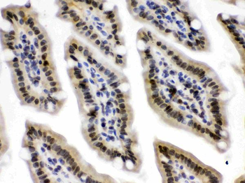 CRM1/XPO1 Antibody