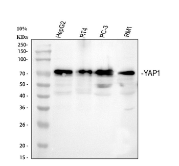 YAP1 Antibody