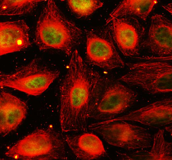 YAP1 Antibody