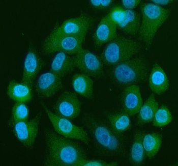 YAP1 Antibody