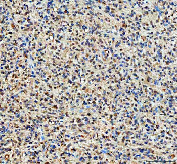 YAP1 Antibody