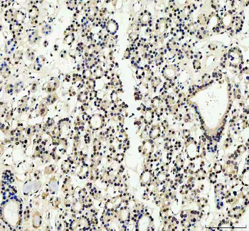 YAP1 Antibody