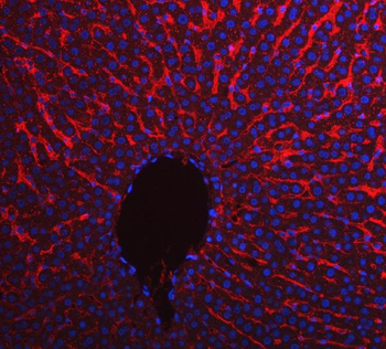 Apolipoprotein E/APOE Rabbit Polyclonal Antibody