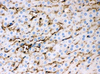 Apolipoprotein E/APOE Rabbit Polyclonal Antibody