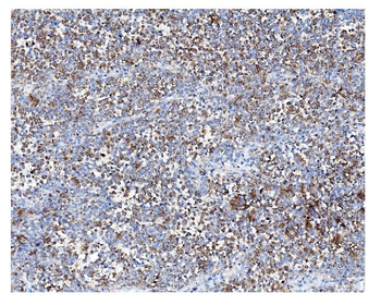 ARF6 Antibody