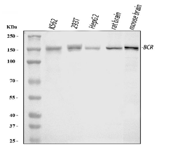 Bcr Antibody