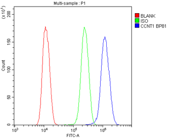 Cyclin T1/CCNT1 Rabbit Polyclonal Antibody
