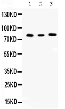 Cyclin T1/CCNT1 Rabbit Polyclonal Antibody