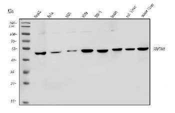 MAP3K8 Antibody