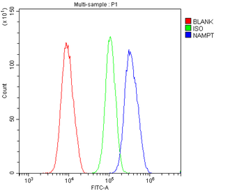 Visfatin/NAMPT Antibody