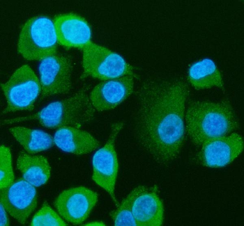Visfatin/NAMPT Antibody