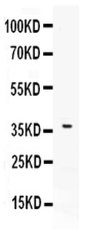 B7 DC/PDCD1LG2 Rabbit Polyclonal Antibody