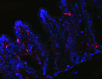 Peptide YY/PYY Rabbit Polyclonal Antibody