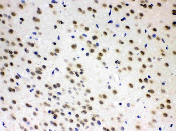 L-Arginine decarboxylase/AZIN2 Rabbit Polyclonal Antibody