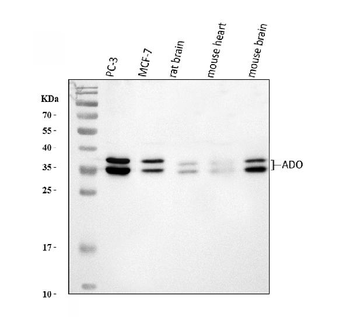 ADO Antibody