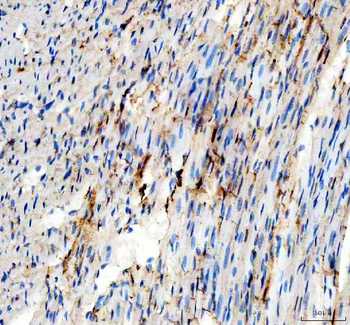 Adenylate Kinase 1/AK1 Rabbit Polyclonal Antibody