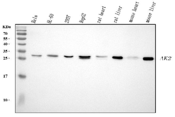 AK2 Rabbit Polyclonal Antibody