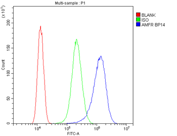 AMFR Rabbit Polyclonal Antibody