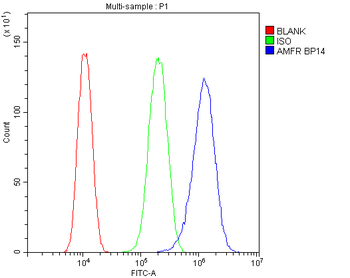 AMFR Rabbit Polyclonal Antibody
