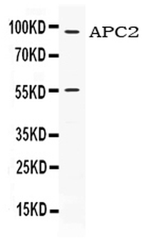APC2 Rabbit Polyclonal Antibody