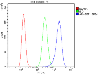 ARHGEF1 Rabbit Polyclonal Antibody
