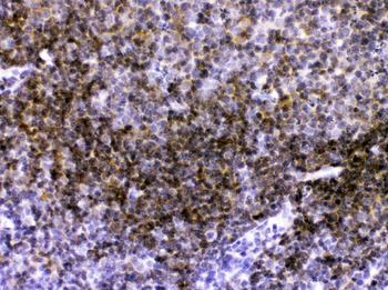 CD40 Rabbit Polyclonal Antibody