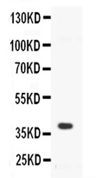 CD40 Rabbit Polyclonal Antibody