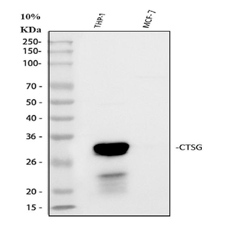 Cathepsin G/CTSG Rabbit Polyclonal Antibody