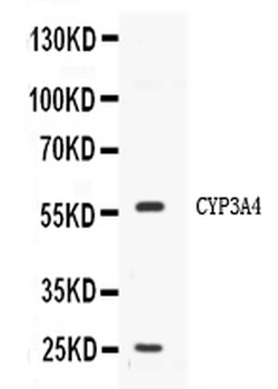 Cytochrome P450 3A4/CYP3A4 Rabbit Polyclonal Antibody