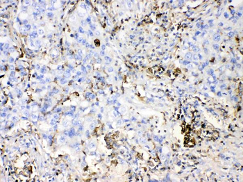DHODH Rabbit Polyclonal Antibody