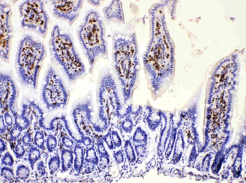 DHODH Rabbit Polyclonal Antibody