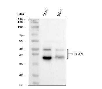EpCAM Rabbit Polyclonal Antibody